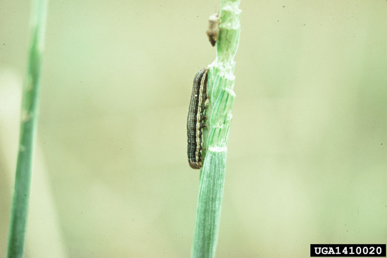 True armyworm